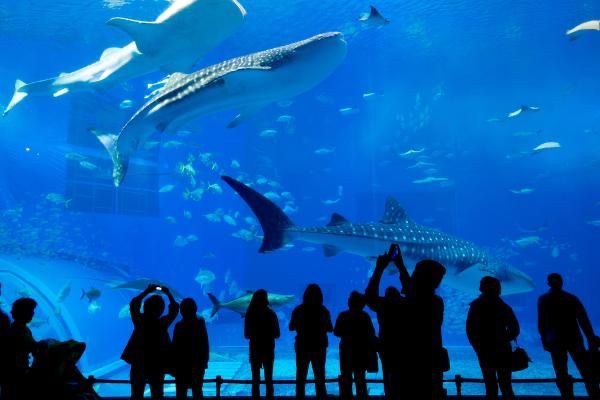 Descubriendo el fascinante mundo marino