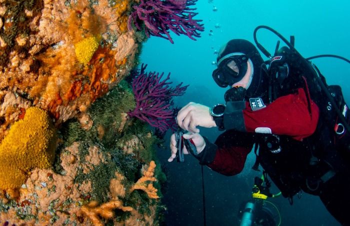 Descubrimiento especial en el fondo marino de Pichicuy