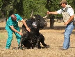 La investigación sobre el uso de alimentos para aumentar la agresividad de los animales en las corridas de toros ha generado polémica.