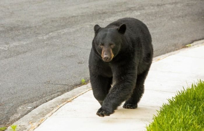 CAPTAN A ANGEL TAUMA MAS CONOCIDO COMO EL OSO, CORRIENDO POR DIFERENTES CALLES DE CHACHAPOYAS