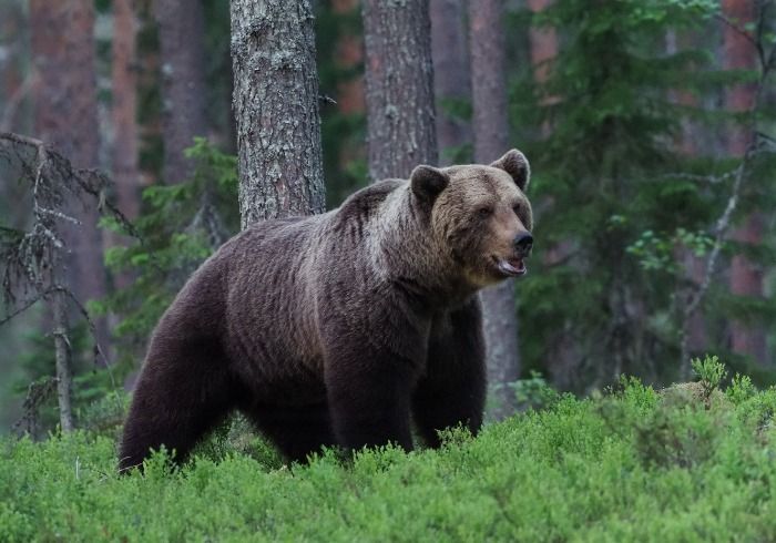 Oso mutila y abusa sexualmente de joven turista