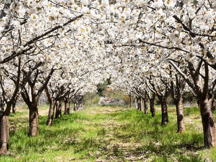 Ciclistas arrasan producción Cerezas.