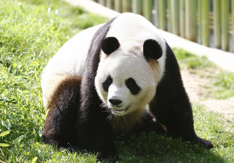 LOS OSOS PANDAS SE PONDRAN VER APARTIR DEL 5 DE MAYO