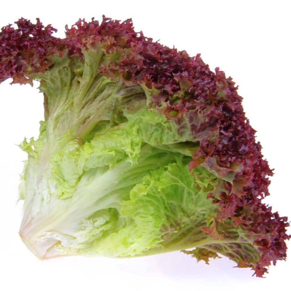 Virus de la lechuga