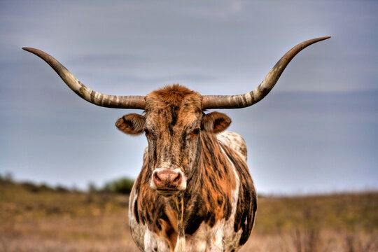 Nova doença descuberta no algarve