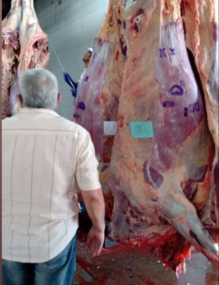 Chaco Exportaciones de carne Vacuna MAYO de 2024 - La cadena Cárnica en el Chaco