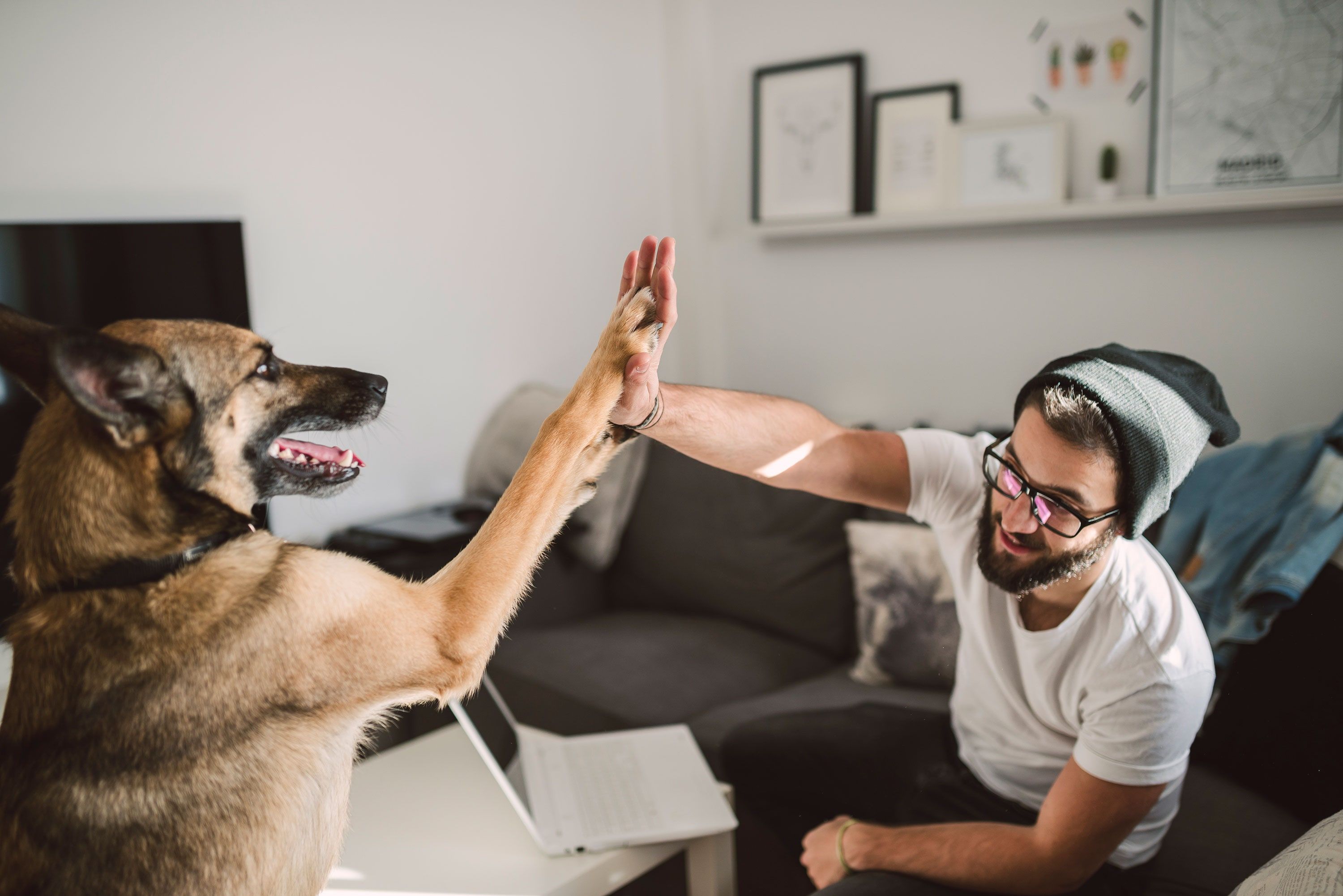 Los perros ahora podrán tener humanos