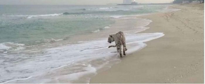 Se escapa del zoo de Tarragona un Tigre