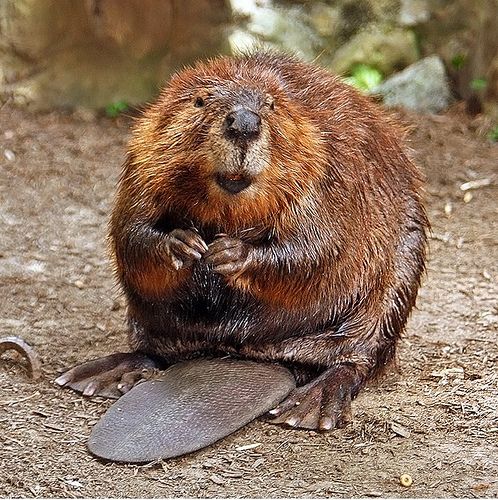 El Cástor es elegido el peor animal del mundo