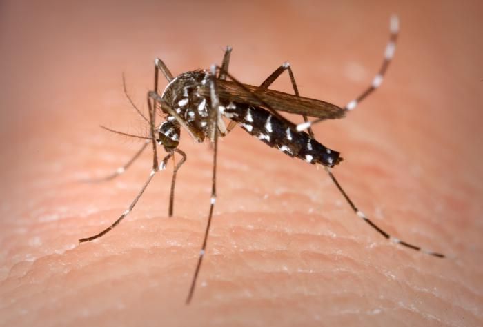 La gente hermosa es mas picada por mosquitos