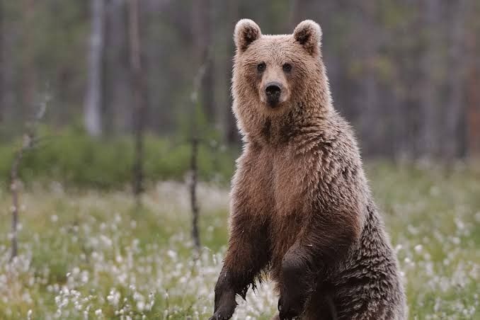 Joven perdida encontrada con oso