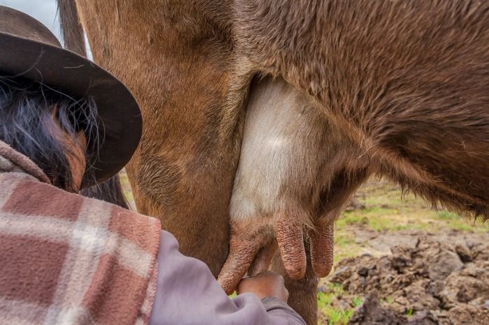 Como hacer que te crezca el pene mas de 5 cm comiendo patas de vaca